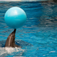 Illustration for article titled National Aquarium Ponders Moving Dolphins to a Sanctuary